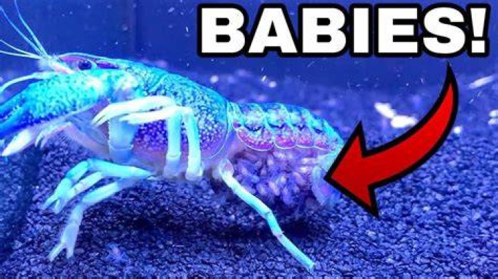 How do lobsters get pregnant?