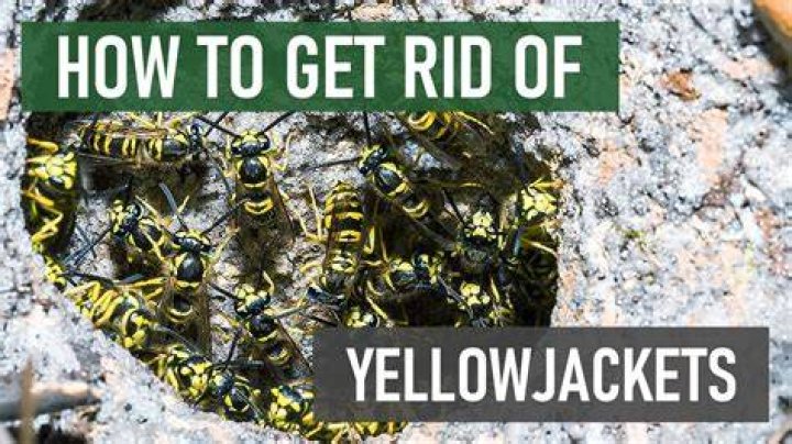 How do you get rid of yellow jackets?