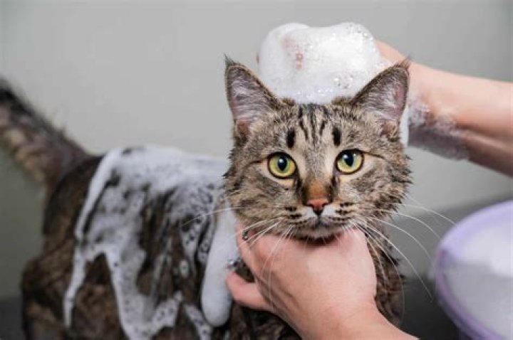 How do you make homemade cat shampoo?
