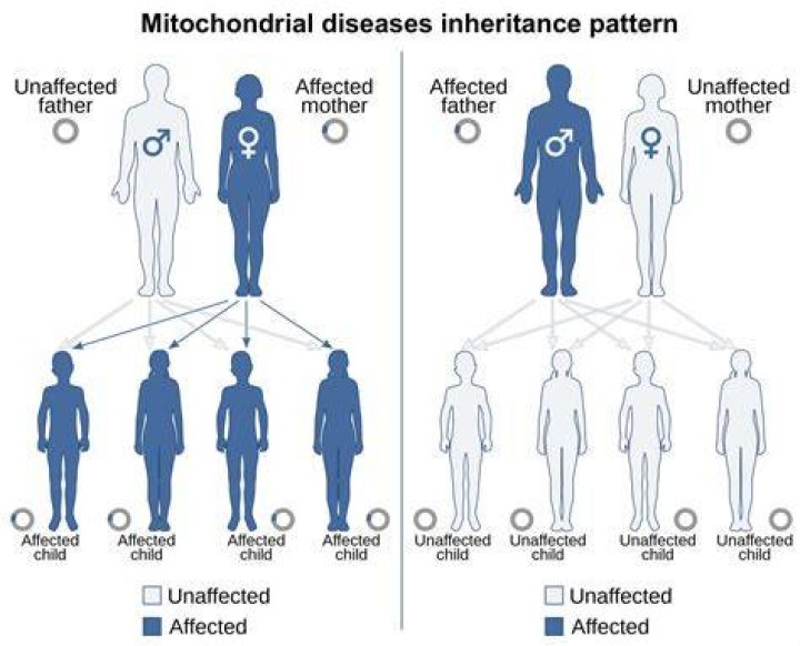 How does the inheritance pattern of mitochondrial DNA differ from inheritance of single gene traits?