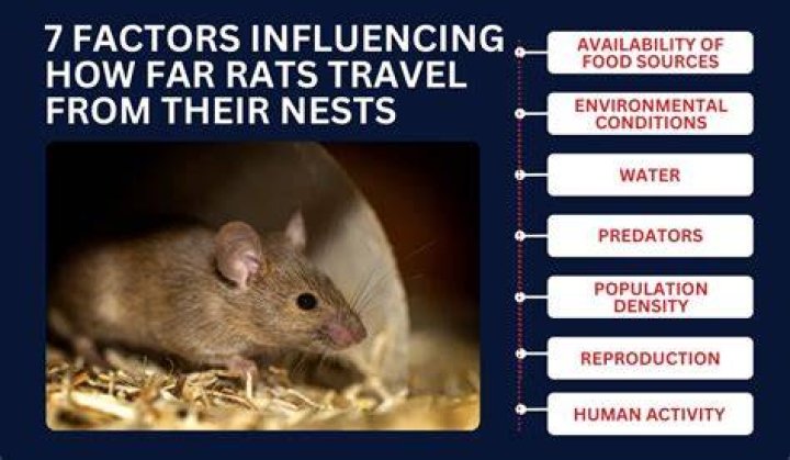 How far will rats travel to get back home?