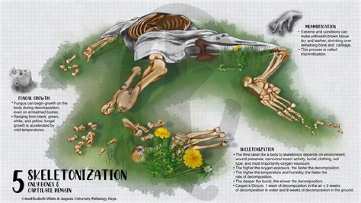 How long after a body is embalmed does it decay?