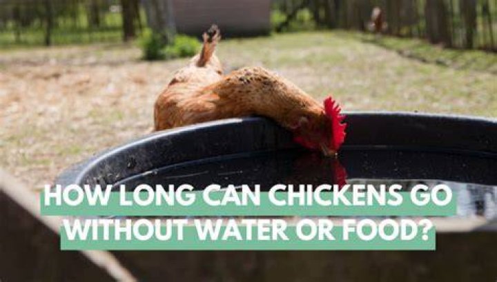 How long can a chick go without food and water?