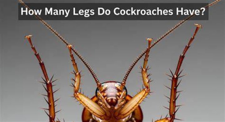 How many brains does a cockroach have?