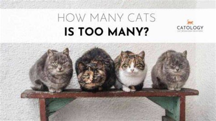 Is 7 cats too many?