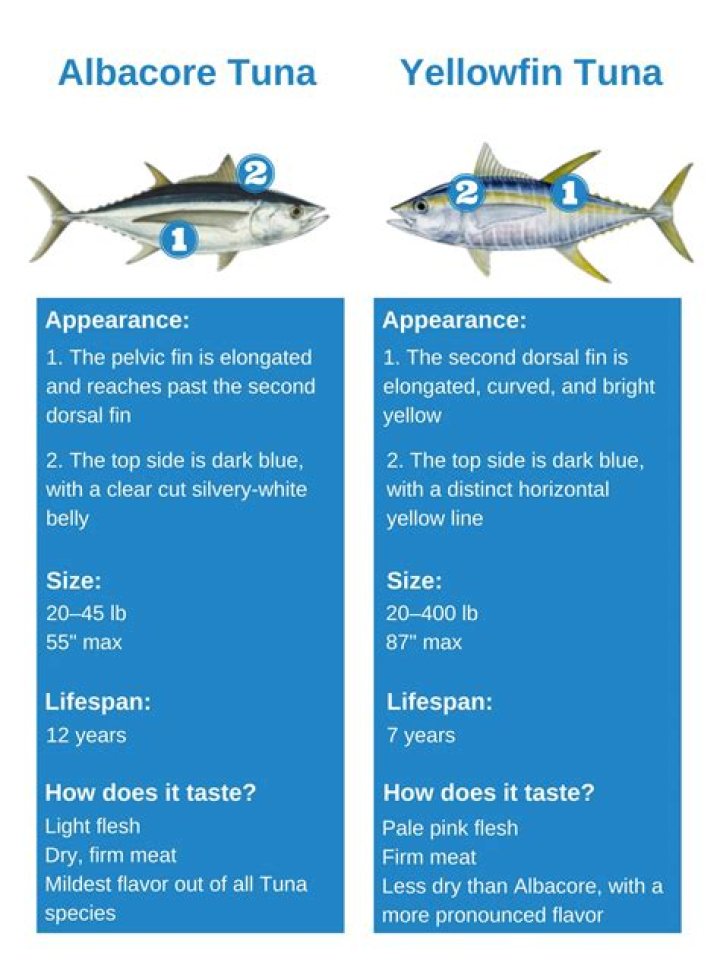 Is albacore better than tuna?