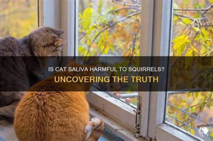 Is cats saliva poisonous?