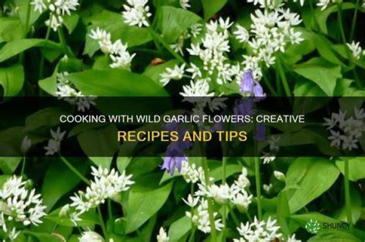 Is it OK to eat wild garlic flowers?