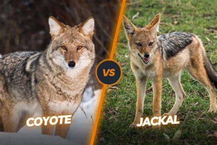 Is jackal and coyote same?