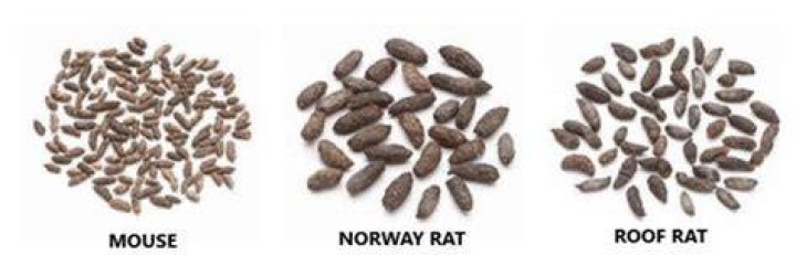 Is rat poop shiny?