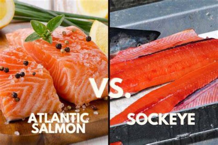 Is sockeye salmon better than pink salmon?