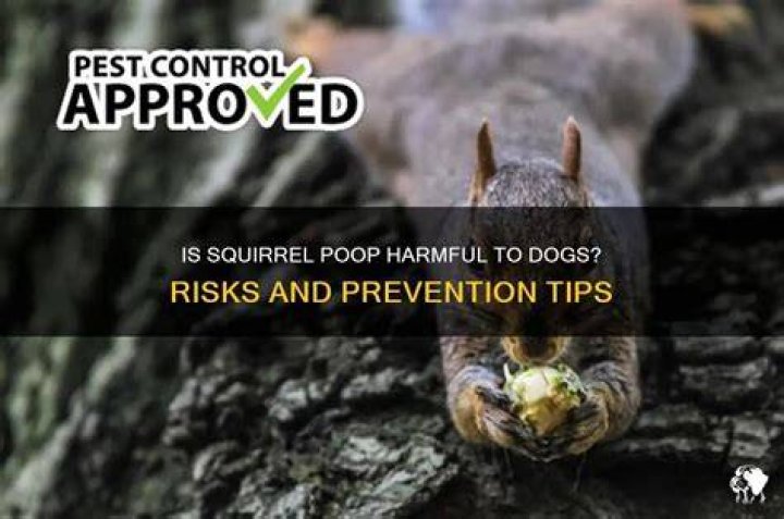 Is squirrel poop toxic to dogs?