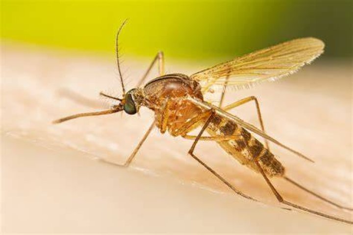 Is there mosquitoes in Croatia?