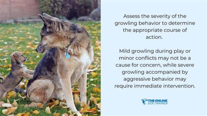 Should I yell at my dog for growling?