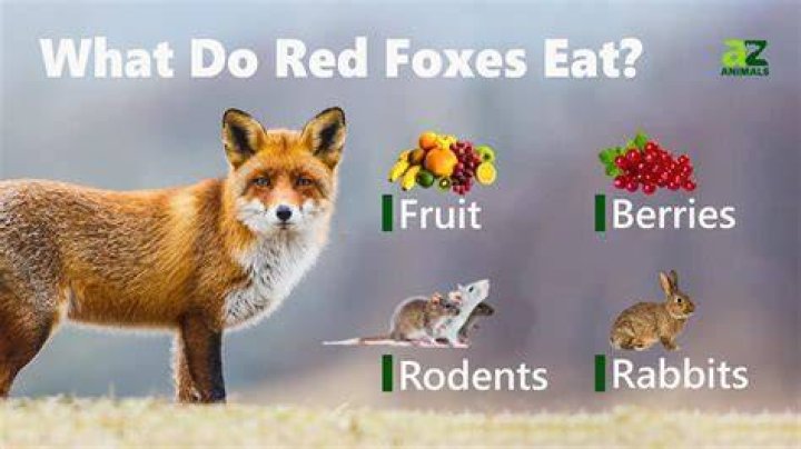 What animal eats a fox?