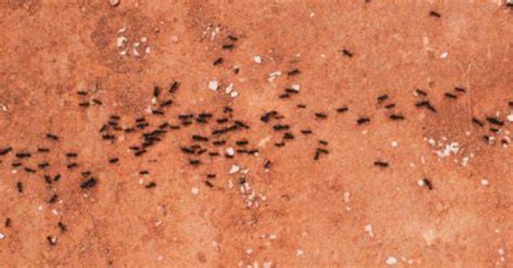 What can be mistaken for head lice?