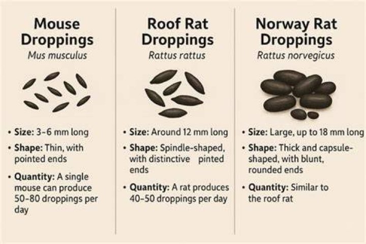 What can be mistaken for mouse droppings?