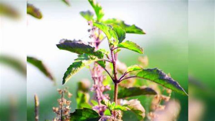 What color is Tulsi?