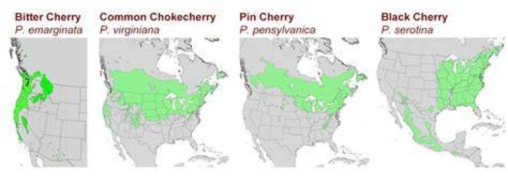 What country are cherries native to?