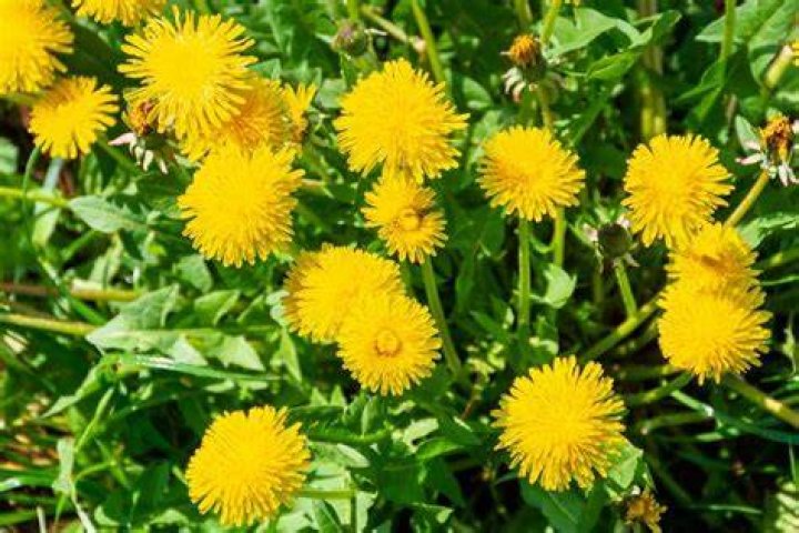 What do dandelions tell you about your soil?