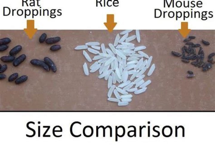 What does rat poop look like compared to mouse poop?