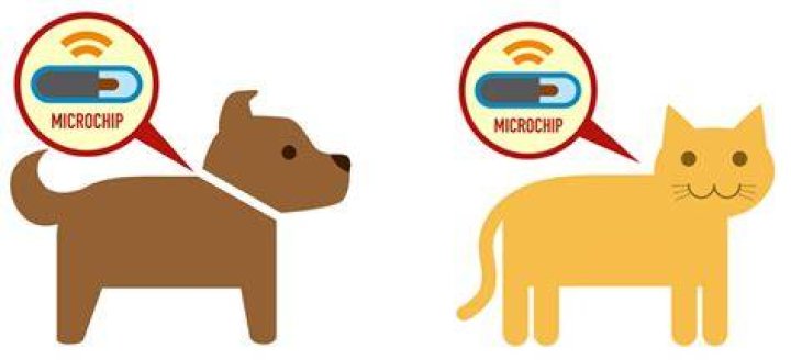 What happens to microchip when dog is cremated?