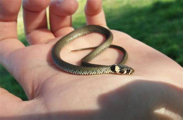 What is a grass snake look like?