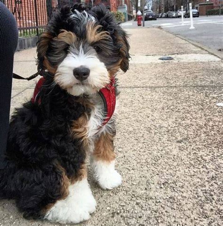 What is a teddy bear Bernedoodle?