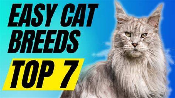 What is the easiest cat to own?