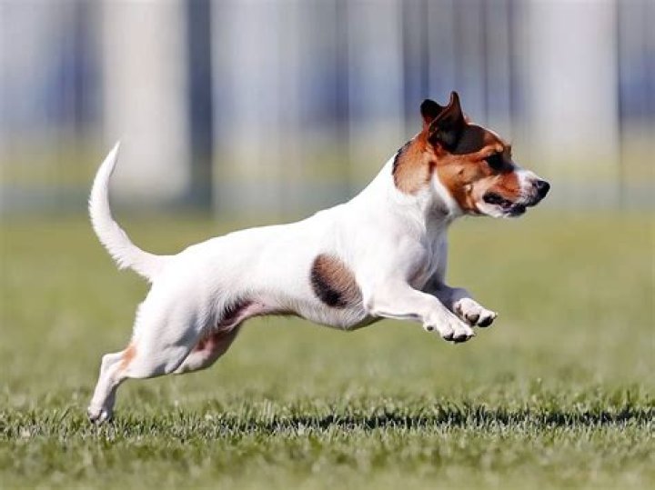 What is the fastest small dog?