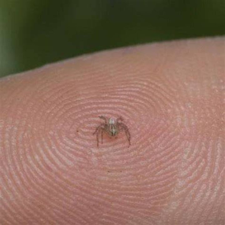 What is the smallest spider in the world?