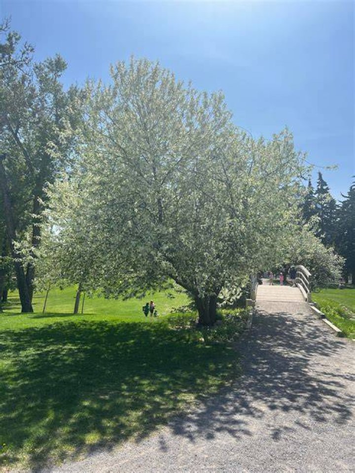 What kind of tree is in the heelers backyard?