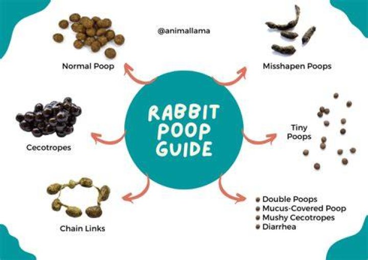 What should bunny poop look like?
