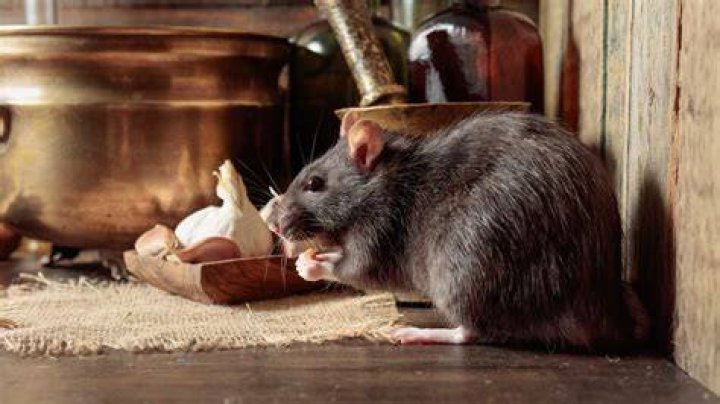 What smell do rats hate the most?