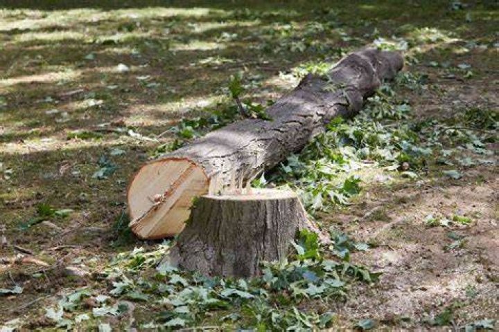 When should trees be cut down?
