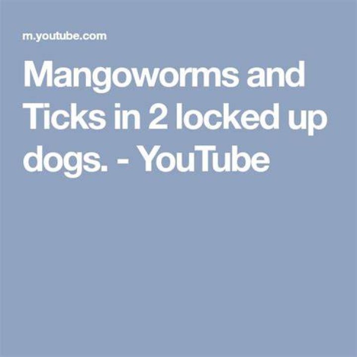 Where do dogs pick up Mangoworms?