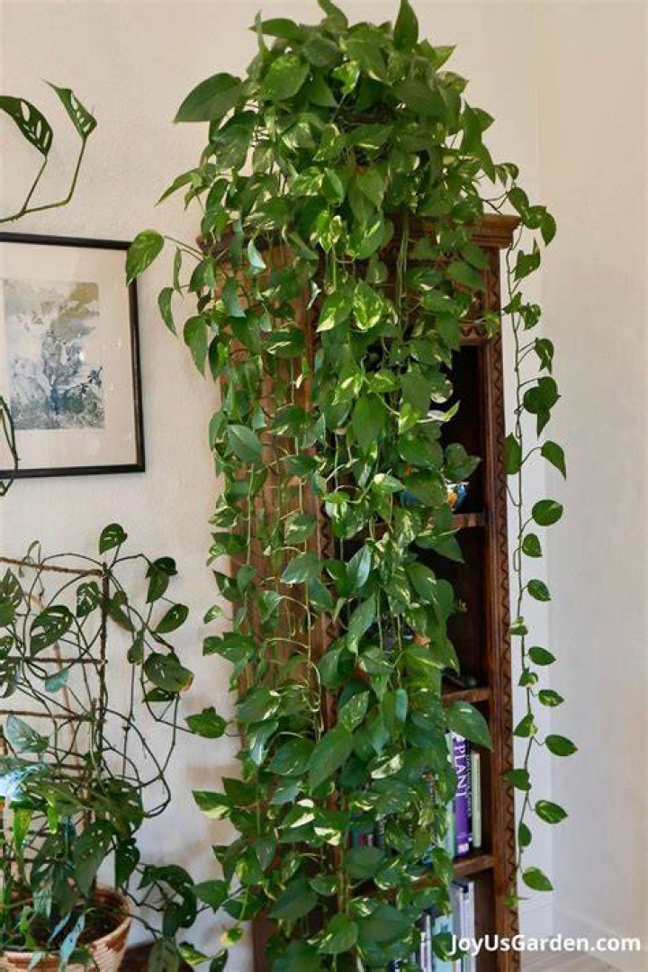 Where should I hang pothos?