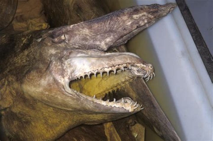 Where was the first goblin shark found?