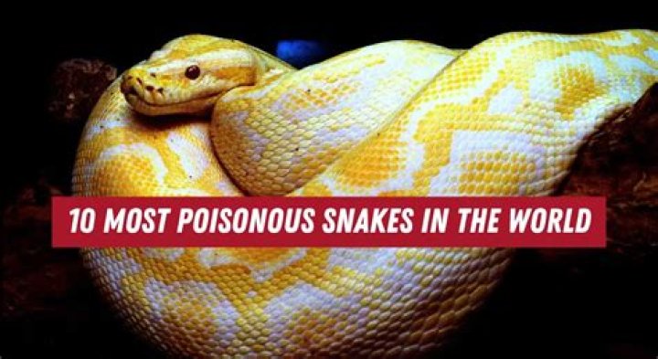 Who is most poisonous snake in the world?