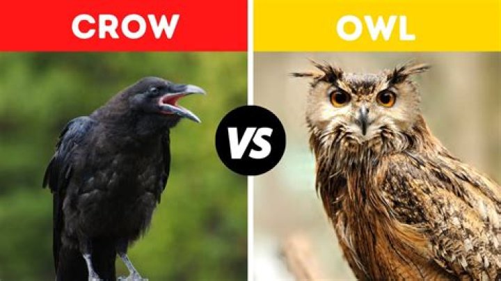 Who would win an owl or a crow?