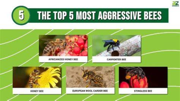 Why are killer bees so aggressive?