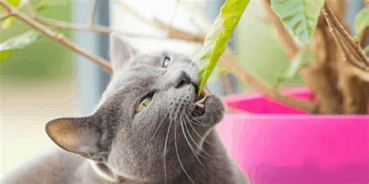 Why do cats eat houseplants?