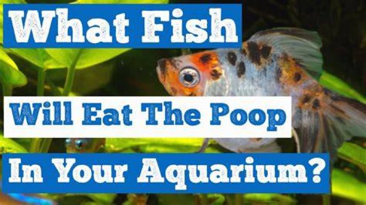 Why do fish eat their poop?