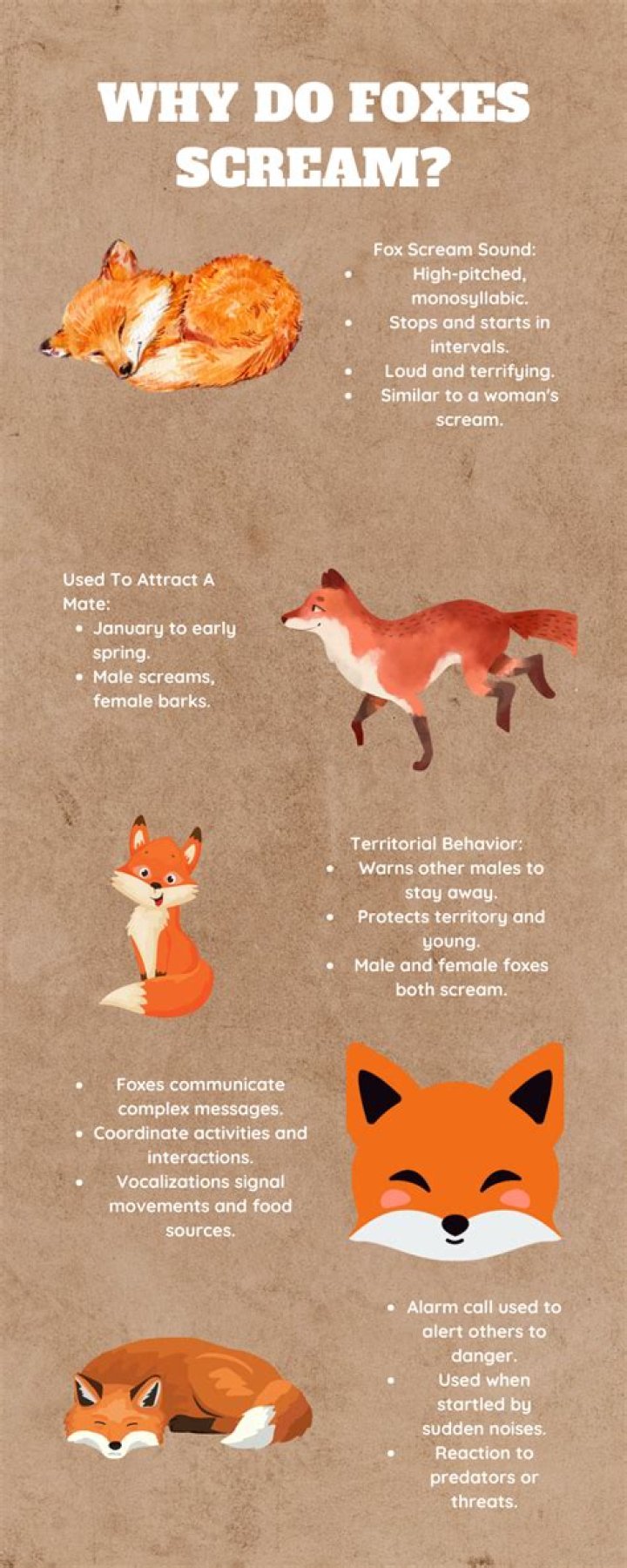 Why do fox scream at night?