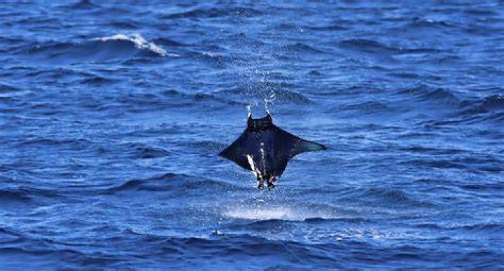 Why do Mobula rays jump?