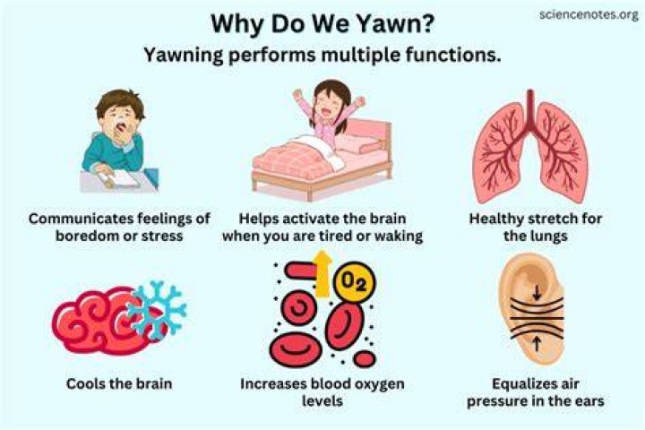 Why do we rub our eyes when we yawn?