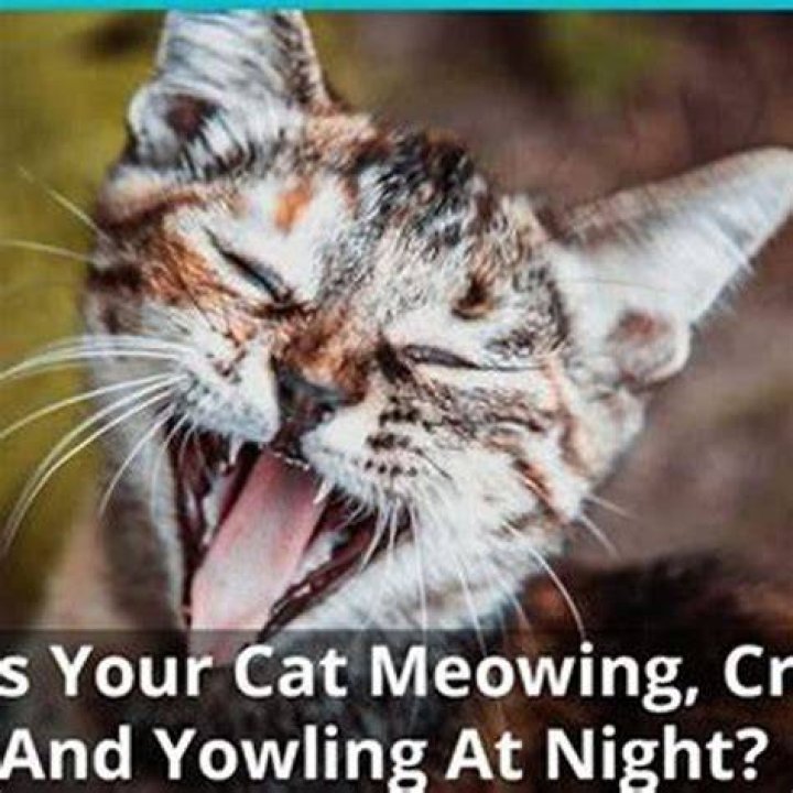 Why does my cat go mad at night?