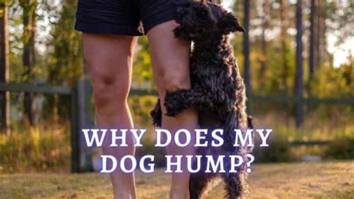 Why does my dog hump me after a walk?