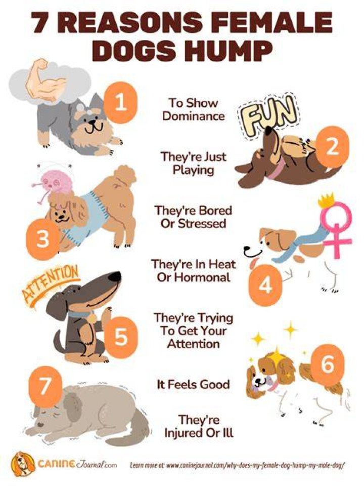 Why does my dog try to hump my baby?