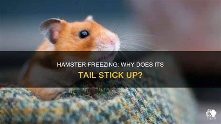 Why does my hamster put her tail up?
